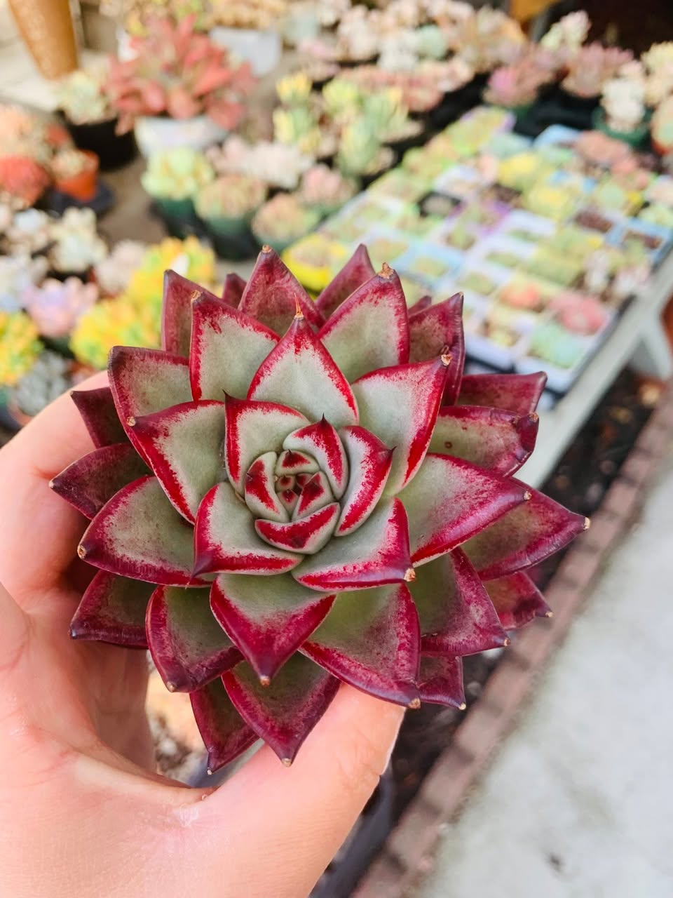 Echeveria Romeo Hybrid 罗密欧杂交拟石莲