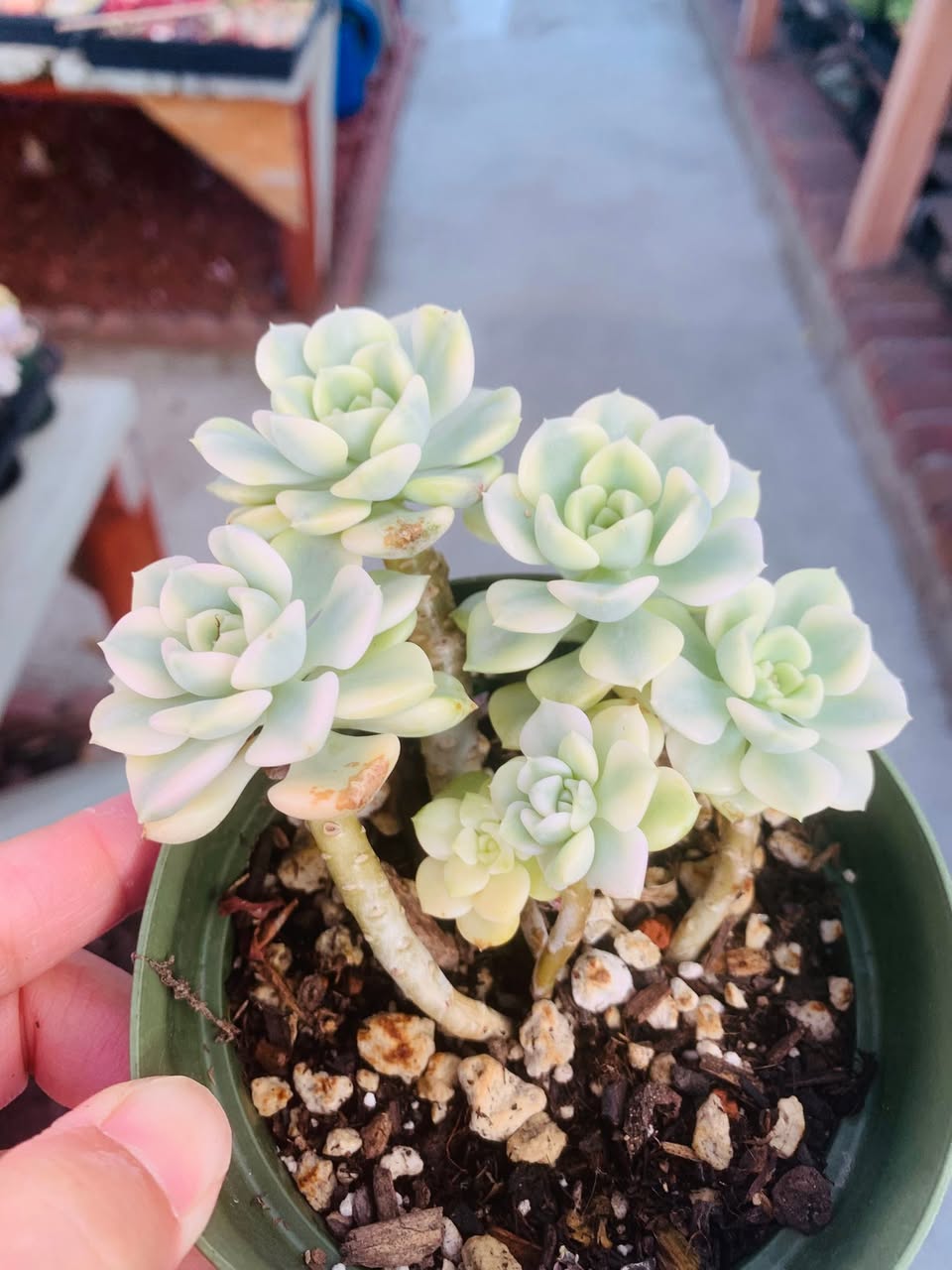 Variegated Echeveria Tinkerbell cluster 锦化群生