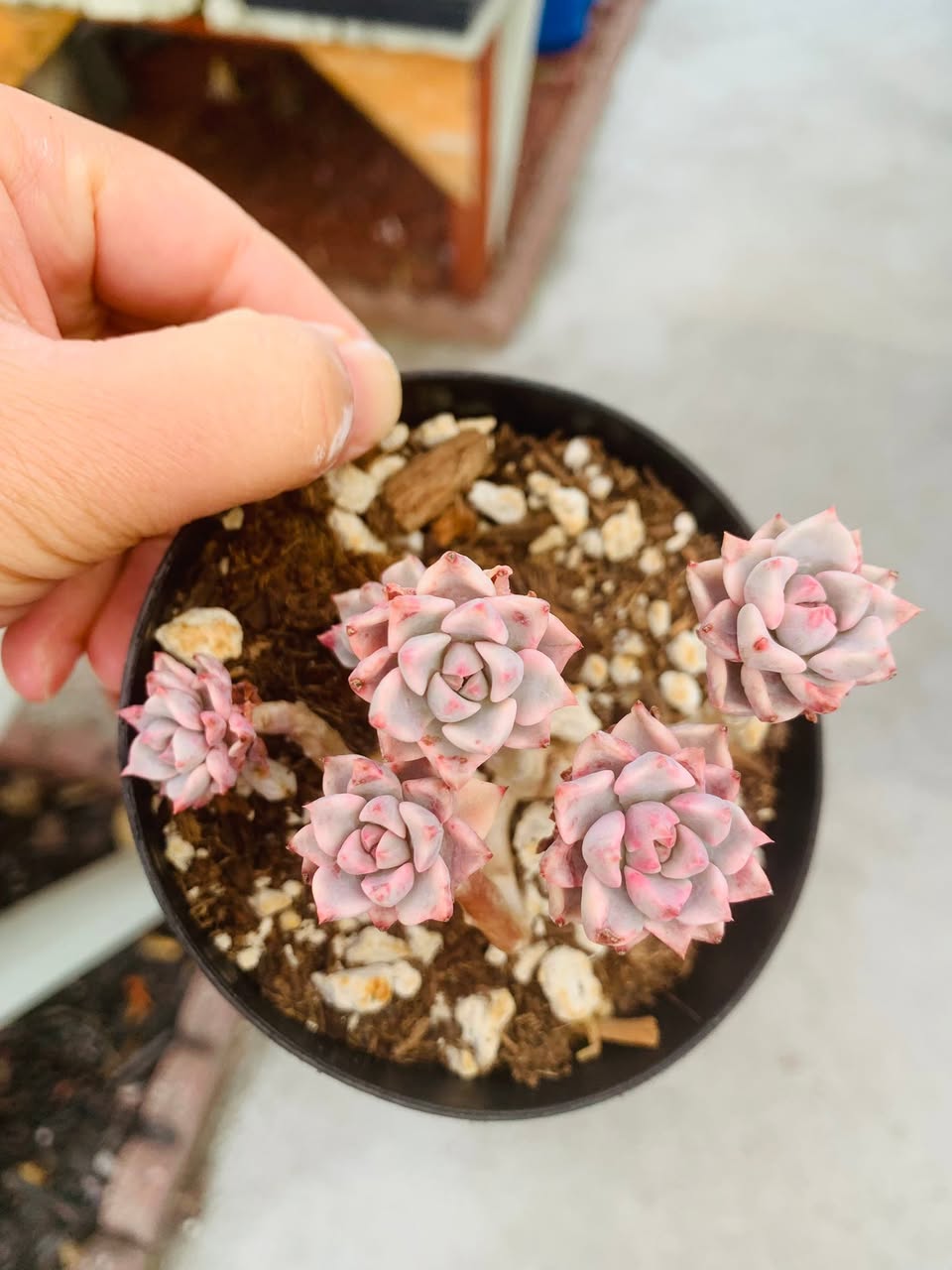 Variegated Pink Benadryl Cluster 锦化粉色群生