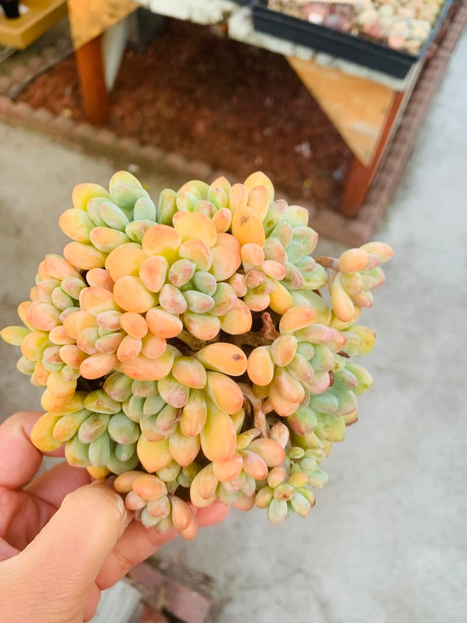 Echeveria Egret Cluster 橙黄群生