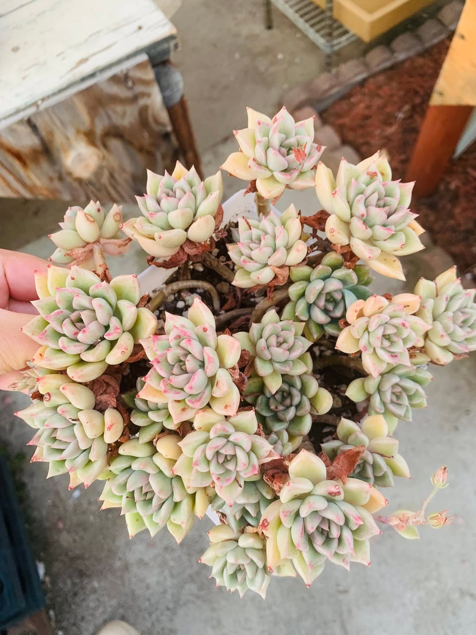 Echeveria Azree Big Cluster 大群生