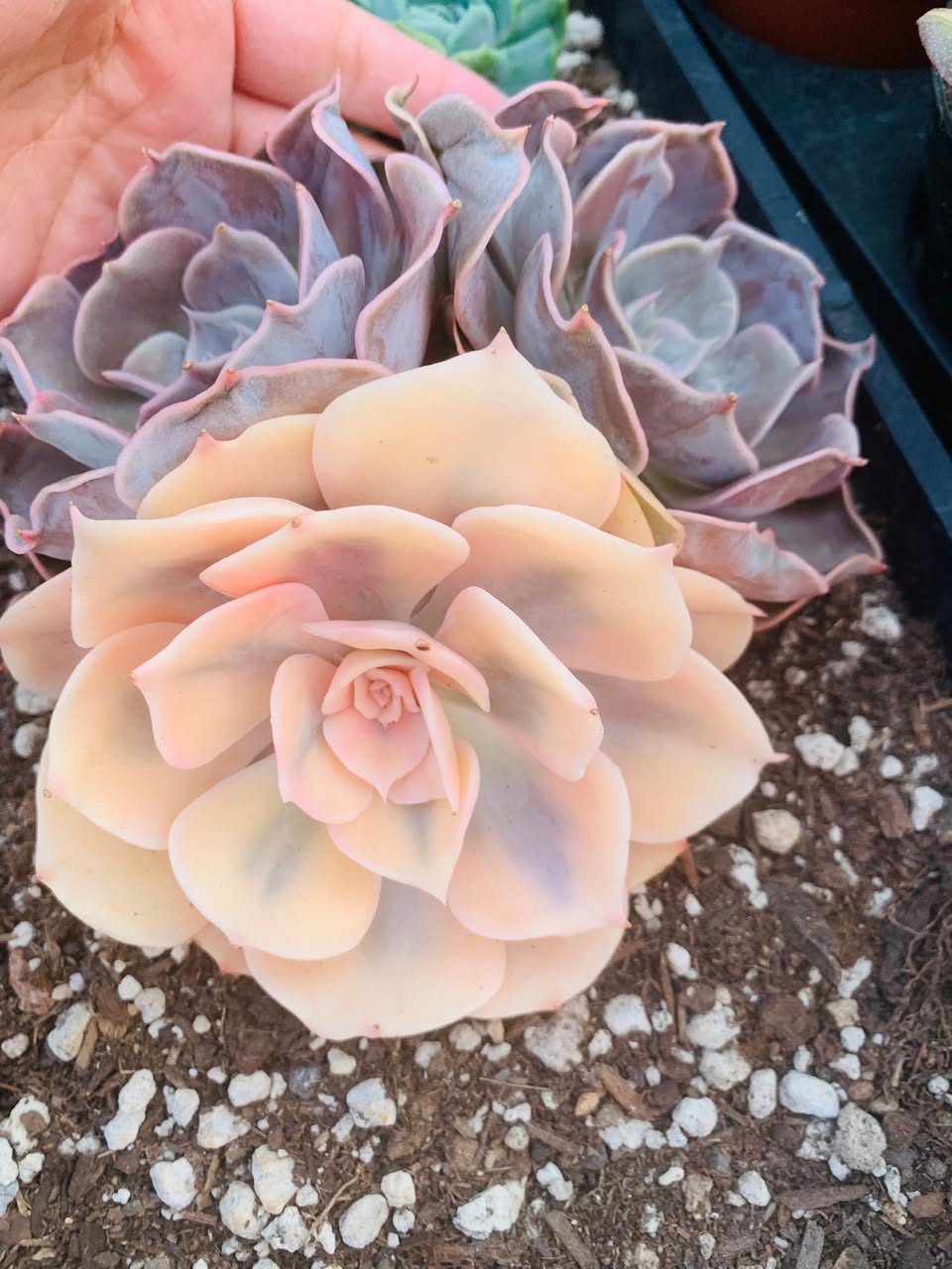 Variegated Echeveria Pulloux Cluster 锦化 Pulloux
